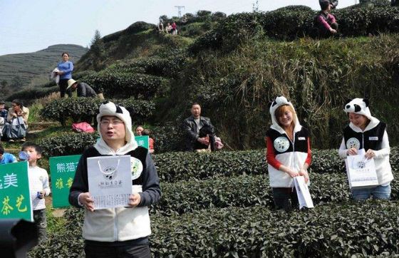 The Panda Dung tea plantation is fertilized with pandas excrements